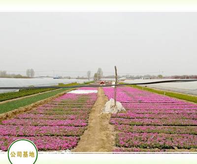 潍坊园林地被花圃,青州花卉种植合作社,宿根地被苗