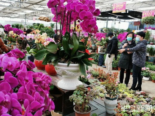 青岛枯桃花卉市场 周末不少市民前来选购各种花卉